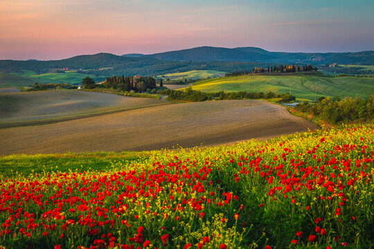 Picturesque plowed lands and blooming colorful flowers, Tuscany, Italy - Powered by Adobe