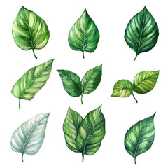 Obraz premium Watercolor Green Leaf Collection Botanical Illustration Nature Design, isolated on transparent background