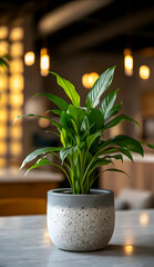 A Vibrant Peace Lily Flourishing In A Speckled Grey Pot, Bathed In Soft, Warm Cafe Lighting, Exuding Tranquility And Indoor Life