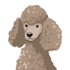 Cute Brown Poodle Portrait