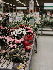 Brightly colored flowers arranged in a well-organized market aisle with cheerful plants in pots for sale