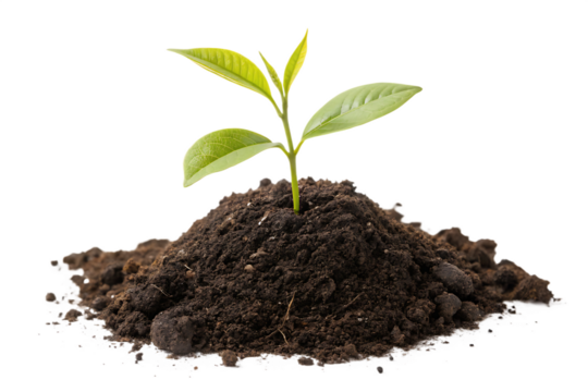 New plant emerges from dark soil, symbolizing growth and renewal in nature's cycle