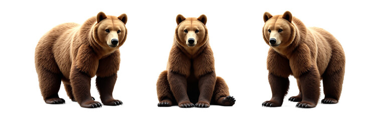Three grizzly brown bears isolated on white background. Realistic studio shot of bears for design, education, wildlife projects. Isolated on transparent background.