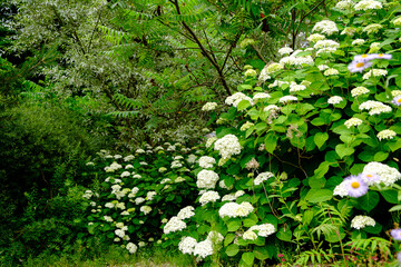 Vibrant white hydrangeas and greenery create a peaceful garden atmosphere on a sunny day