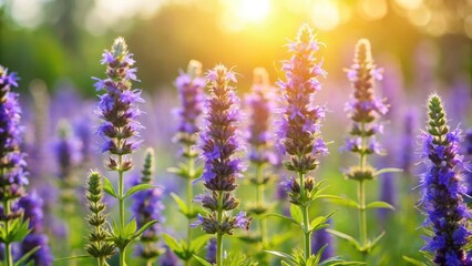 Obraz premium Hyssop Blooms in a Sunny Meadow, fresh air, meadow, fresh air,meadow,flowers,nature,spring
