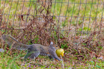 Eastern gray squirre (Sciurus ni..r). The squirrel carries away the apple.