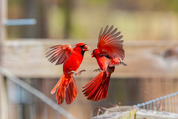 The northern cardinal (Cardinalis cardinalis). Duel of two males in the spring