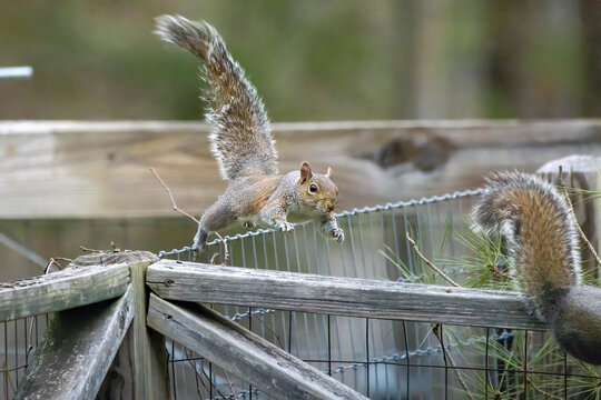 Eastern gray squirrels (Sciurus ni..r), are chasing each other.