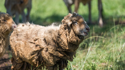 Close-up of a brown sheep with thick wool standing in a grassy field. © Marcio Eneas