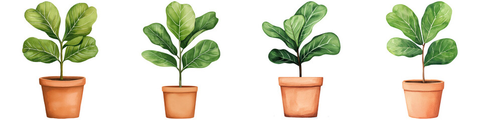Obraz premium Fiddle leaf fig plants in terracotta pots create vibrant indoor display. lush green leaves add touch of nature to any space