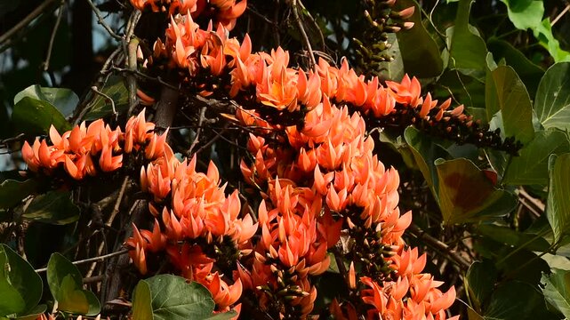 beautiful orange flower palash blossom in garden in india