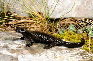 Alpine salamander // Alpensalamander (Salamandra atra prenjensis) - Prokletije National Park, Montenegro