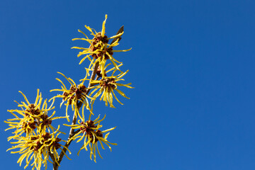 Zaubernuss, hamamelis