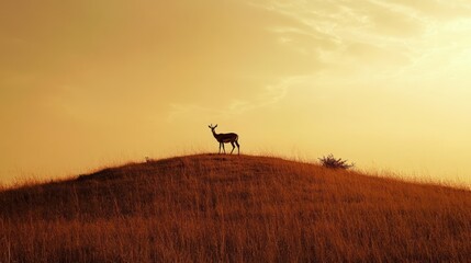 Fototapeta premium Silhouette deer atop hill at golden sunset