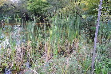 Resort Park in Autumn in the Town Bad Fallingbostel, Lower Saxony