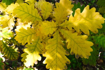 Yellow oak leaves