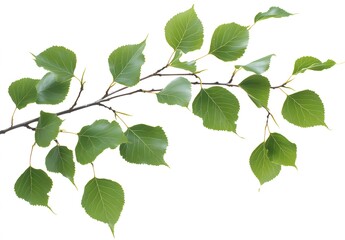 Fototapeta premium A branch with vibrant green leaves displays natures beauty