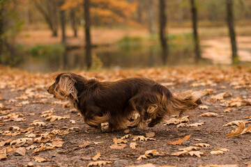 Pedigree Long-haired dachshund of brown color runs on golden oak leaves. Walking with pet.Orange golden autumn autumn concept