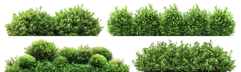 Obraz premium Set of lush green bushes, isolated on transparent cutout background
