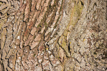 Detailed oak bark texture depicting natural patterns and colors