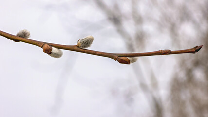 Salix caprea buds emerge in early spring, showcasing nature's renewal and beauty