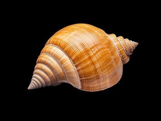 Close-up of a beautifully textured orange shell against a black background