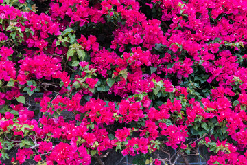 Pink Bougainvillea flower 1.