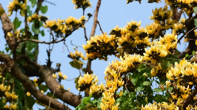 beautiful yellow and orange palash flower bloom in garden