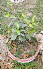 green leaves on the ground
