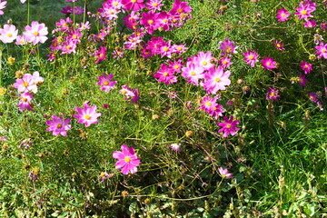pink flowers in the field