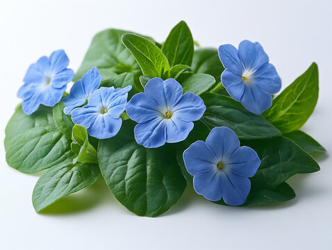 a omphalodes isolated on a white background, a high-resolution photograph,