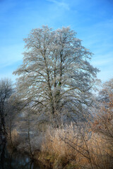 Winter scenic with a lonely frosted tree