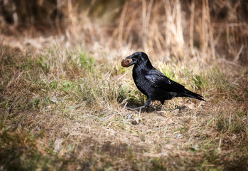 Black raven with a walnut in its beak