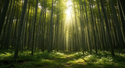 Fototapeta premium Serene Sunlit Path Through Lush Green Bamboo Forest