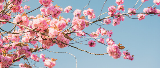 Bouquet de fleurs roses d'une branche de cerisier japonais (prunus serrulata) sur fond de ciel bleu, format bannière