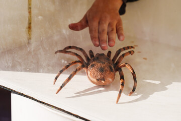 The hand reaches for the spider in the box. 