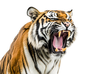Obraz premium Fierce roaring tiger with sharp fangs isolated on transparent background.