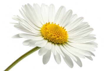 Naklejka premium Vibrant Daisy Flower Blossom Isolated on Clean White Background for Springtime Concepts and Nature Designs