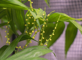 Parlor Palm Plant - Chamaedorea elegans in yellow bloom spring time - how to care concept