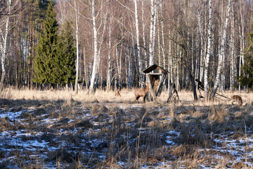 A group of spotted deer at a feeding trough in the early spring morning. The horns of an adult male...