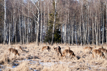 A herd of deer are grazing in a field of grass. Scene is peaceful and serene, as the deer are...