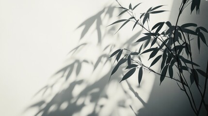 Abstract shadows of bamboo leaves on a wall