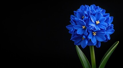 Stunning Blue Hyacinth Flower Against Black Background