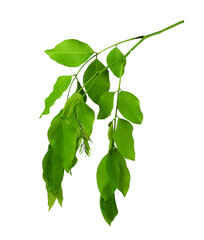 Golden shower or cassia fistula leave and flower transparent background 