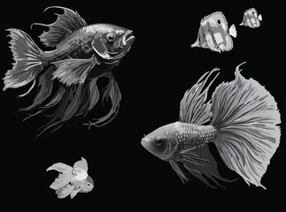 group of five white fish sketches isolated on black