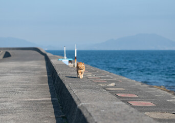 Obraz premium 堤防を歩く可愛い猫 茶トラ猫