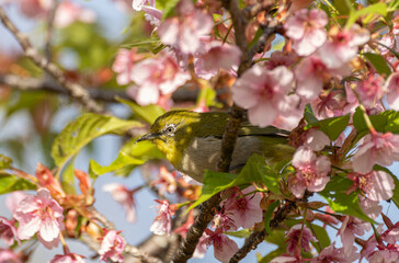 満開のサクラに止まる可愛い野鳥