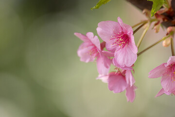 満開に咲く早咲きの河津桜	