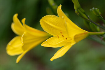 咲いている黄色い花