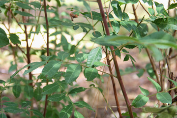 Green leaves